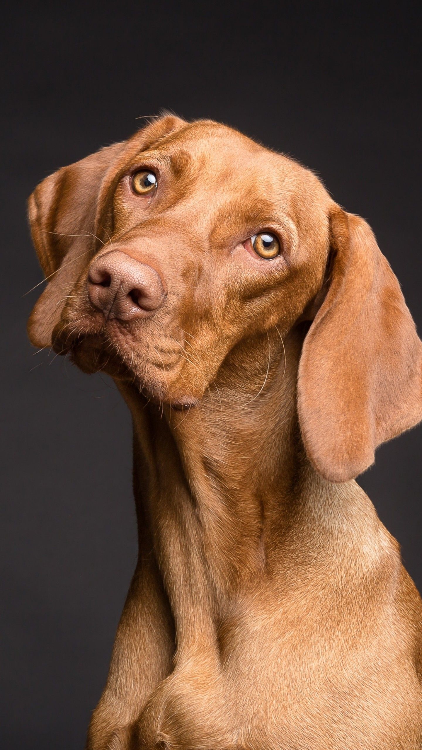 Vizsla Wallpapers - Top Free Vizsla Backgrounds - WallpaperAccess