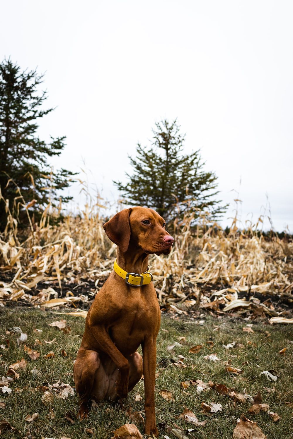 1000x1500 Vizsla Picture. Download Free Image