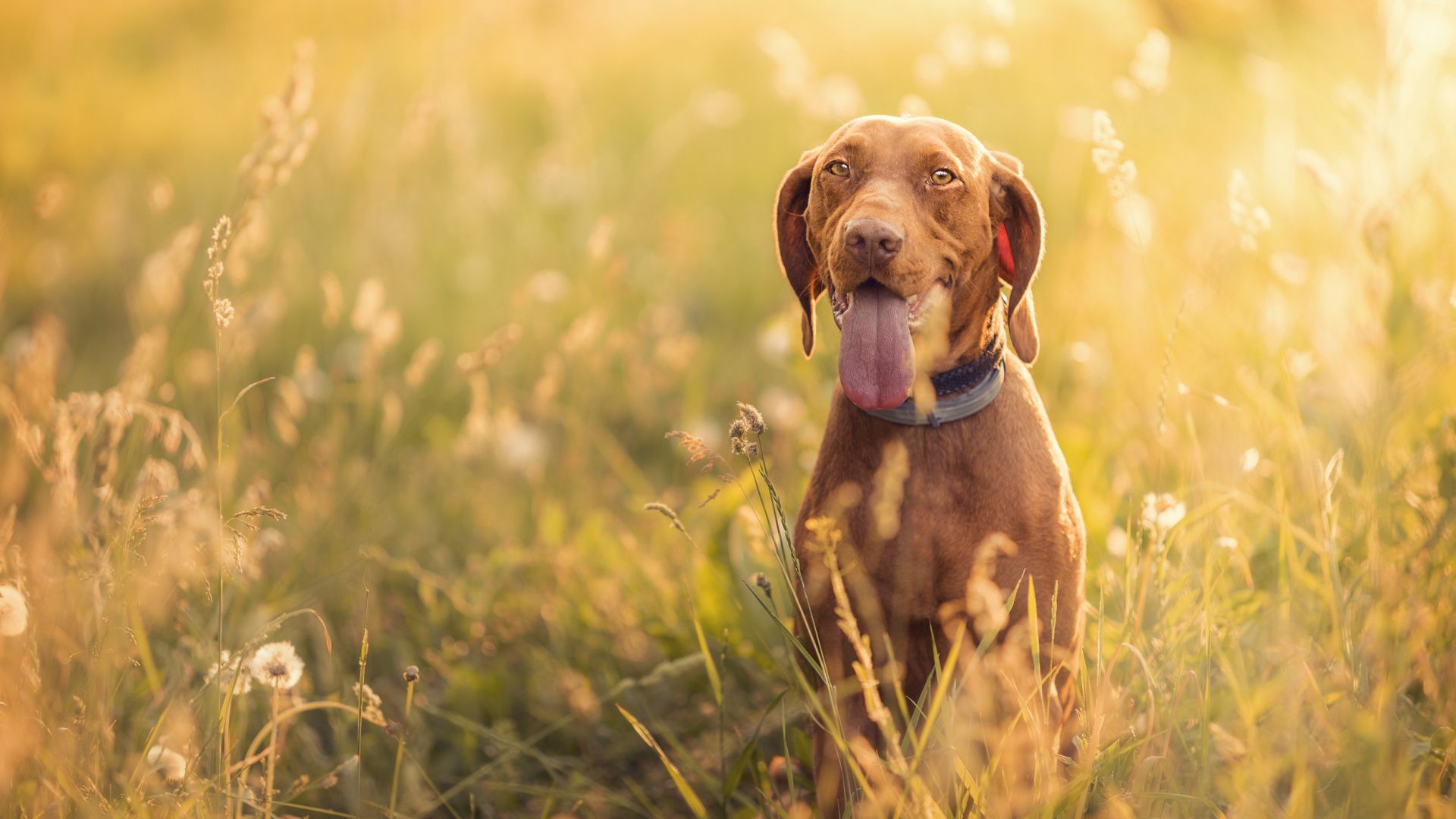 Vizsla Wallpapers - Top Free Vizsla Backgrounds - WallpaperAccess