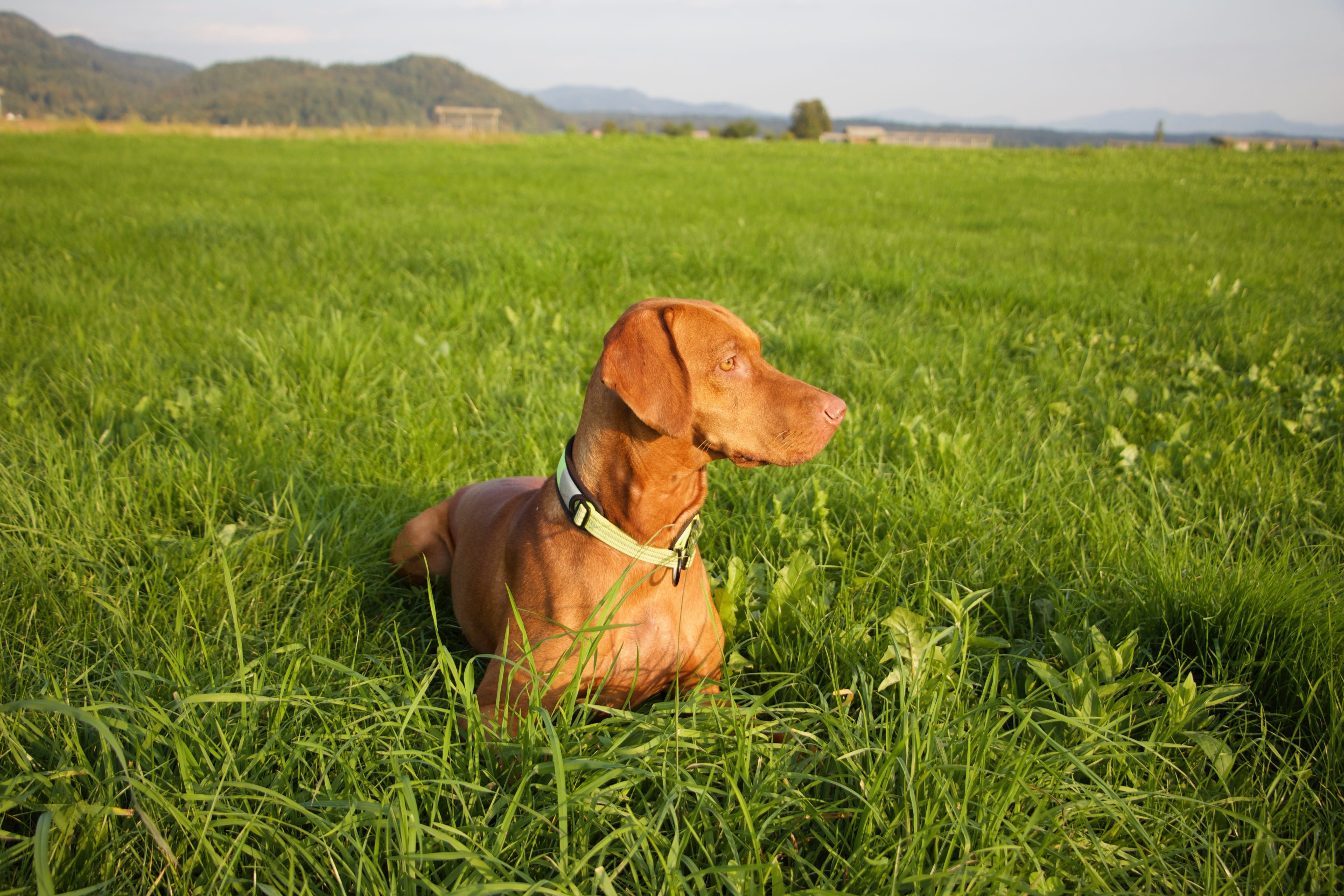 5184x3456 Wallpaper / purebred, brown, 5K, portrait, doggy, land, one animal, vizsla, cute, breed, domestic, growth, field, no people, vertebrate, happy, collar, slovenia, plant free download