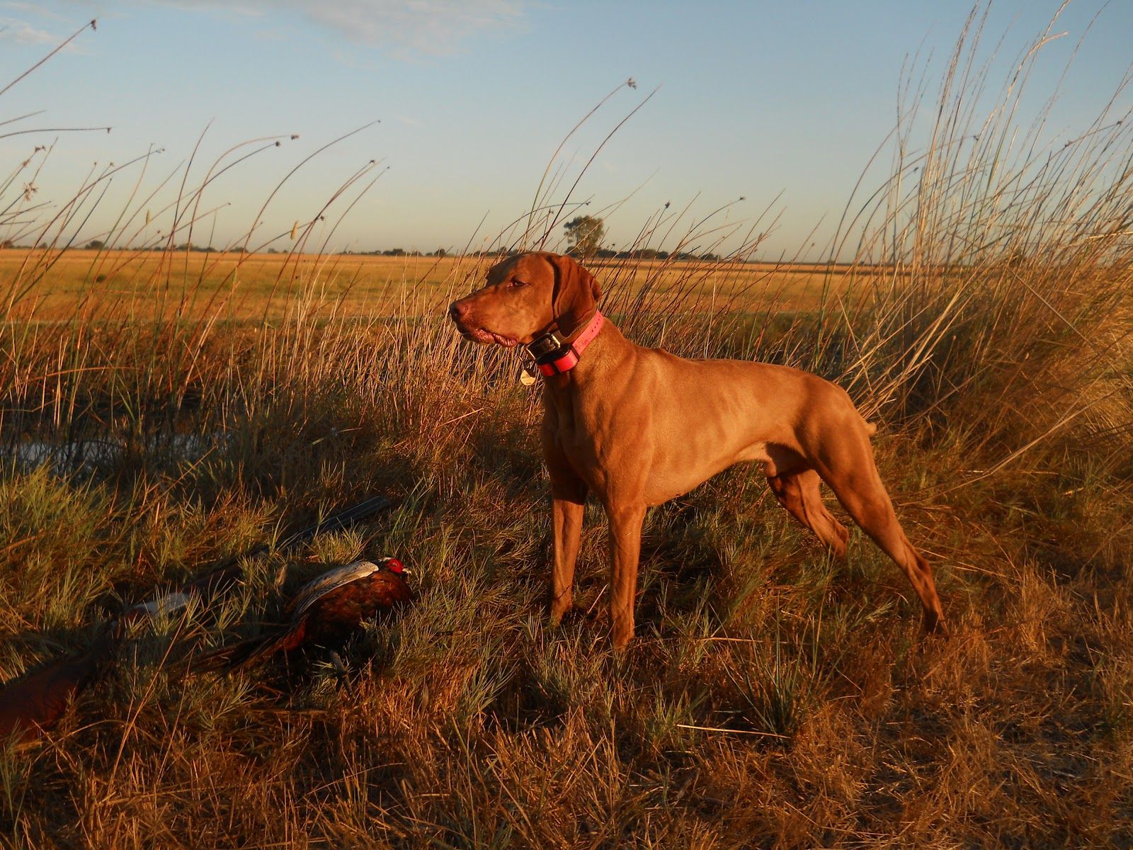 1600x1200 Hunting Vizsla dog photo and wallpaper. Beautiful Hunting Vizsla dog picture