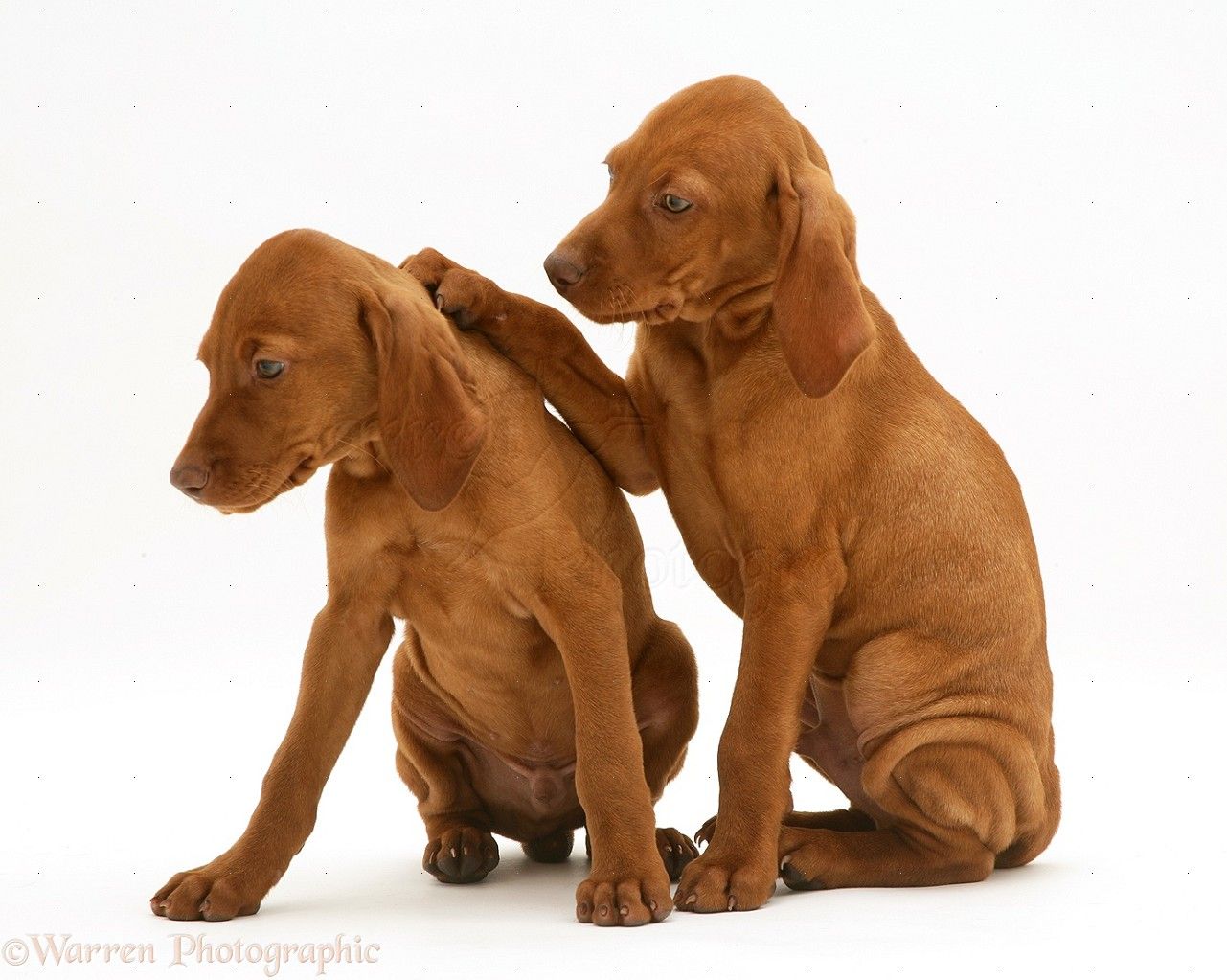 1281x1023 Dogs: Hungarian Vizsla puppies photo WP13646