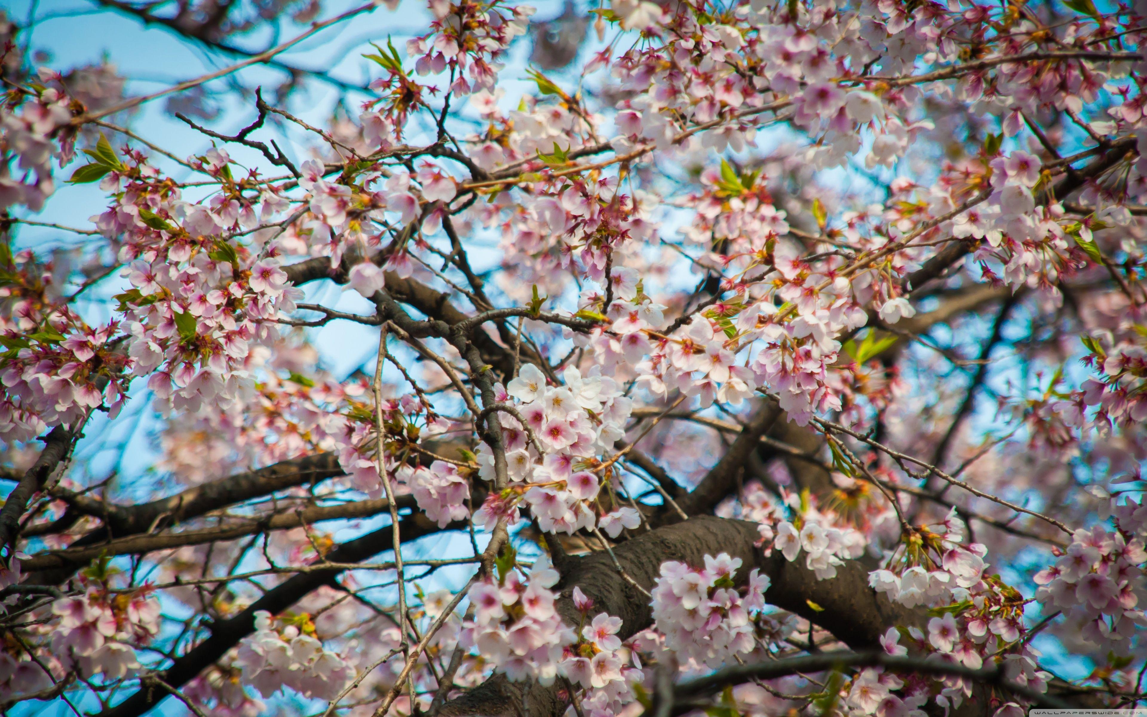 3840x2400 Cherry Blossom Seoul ❤ 4K HD Desktop Wallpaper for 4K Ultra