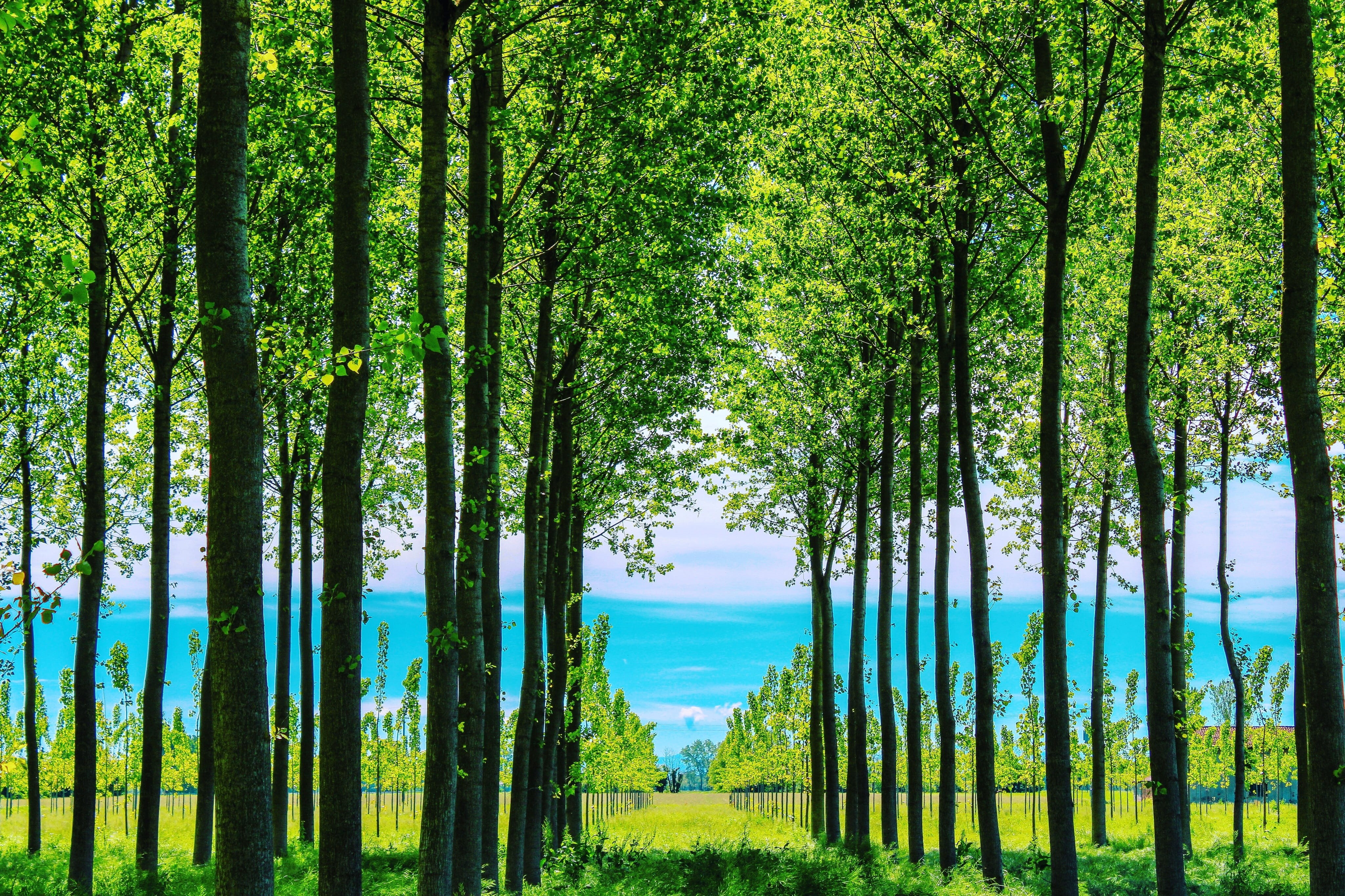 4096x2730 Wallpaper / Treelined, Green Color, Trunk, Color, Tranquility, Light, 4K, Tags Separated By Comma Energetic, Motivation, Positive, Grass, Environment, Non Urban Scene Free Download