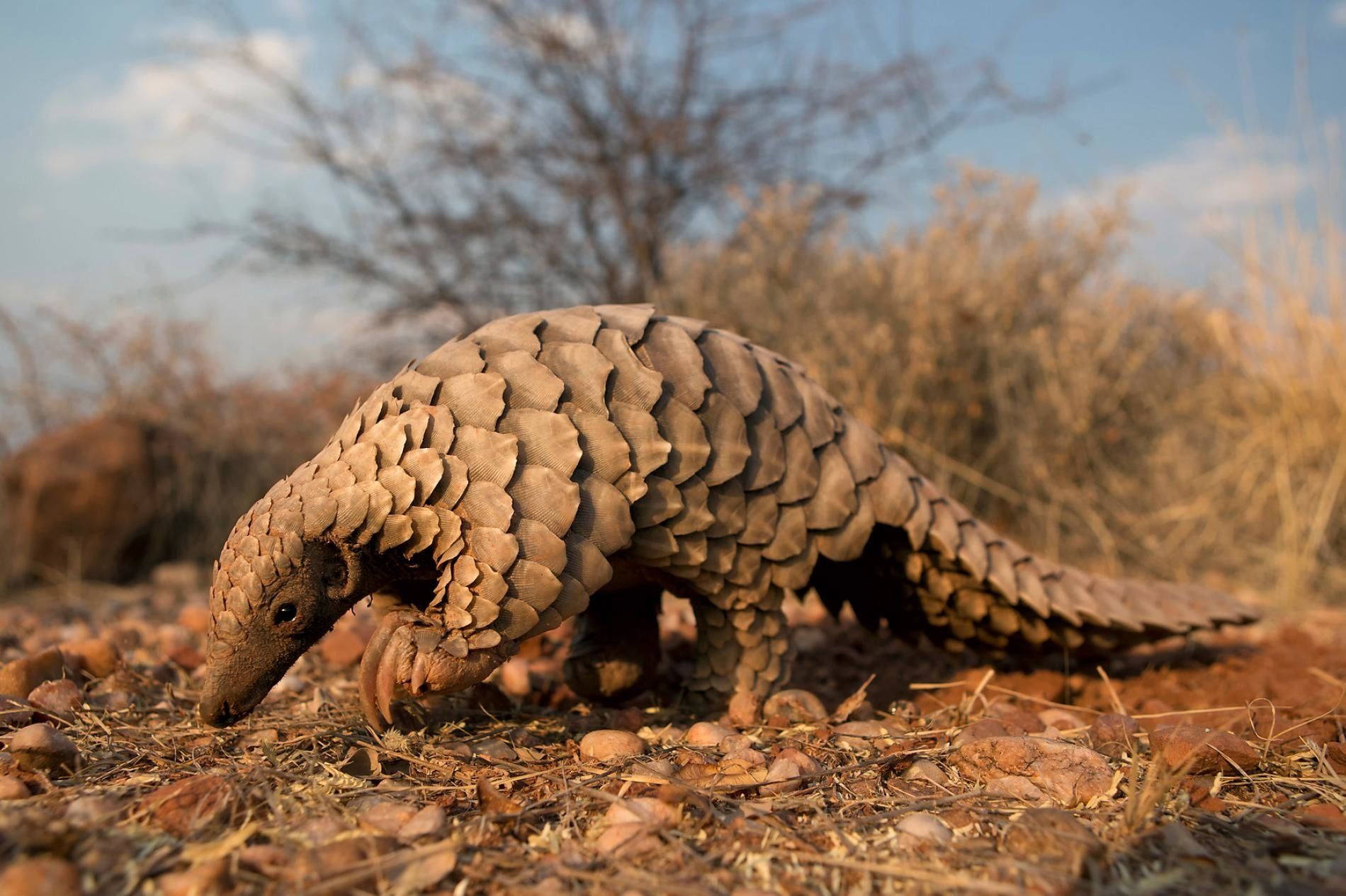 1900x1266 A Ground Pangolin is shown here in Namibia by Elyane and Cedric Jacquet