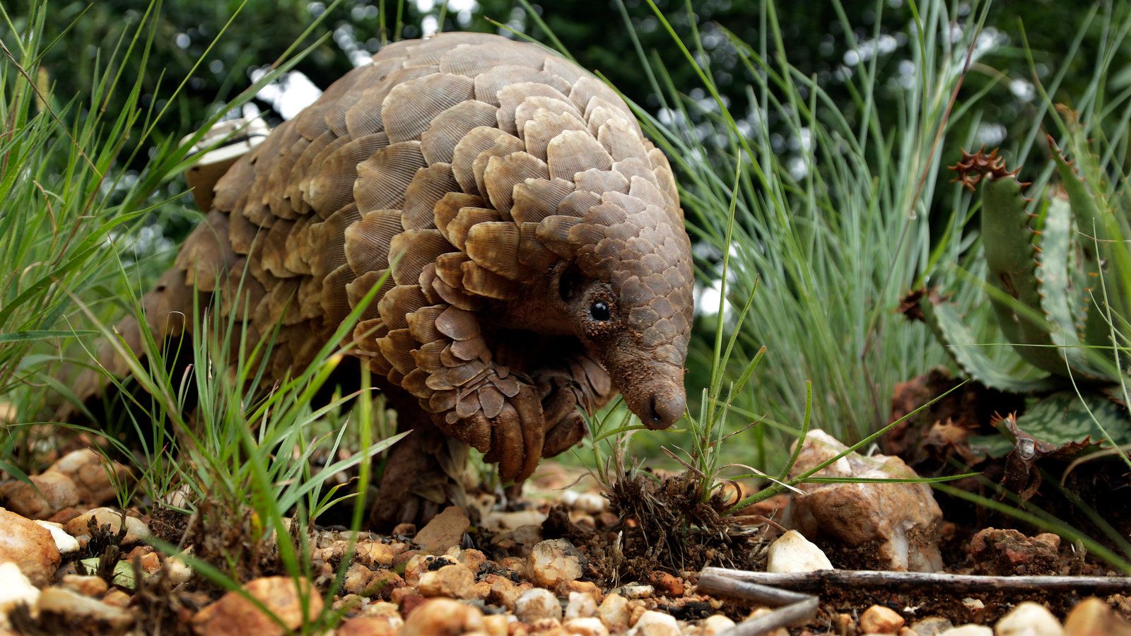 1600x900 Pangolins Are Suspected as a Potential Coronavirus Host