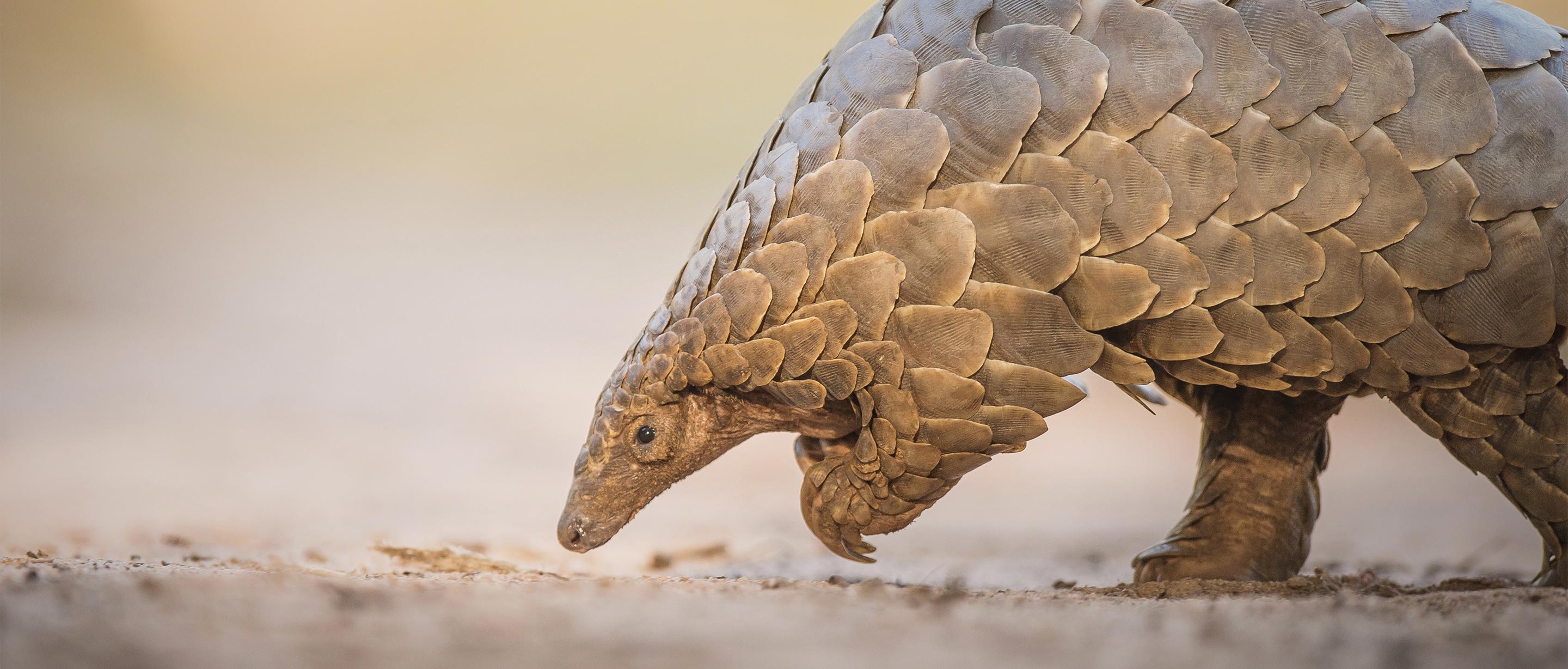 2880x1228 Pangolin. African Wildlife Foundation