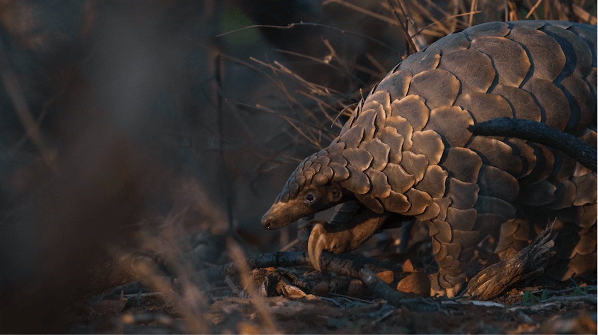1200x673 Endangered pangolins threatened as coronavirus hits conservation funds