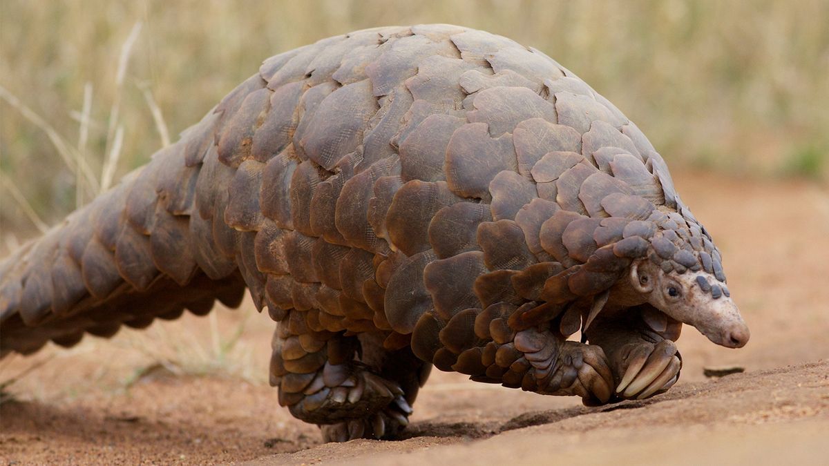 1200x675 Pangolins: The Gentle, Ant Eating Oddballs Of Africa And Asia