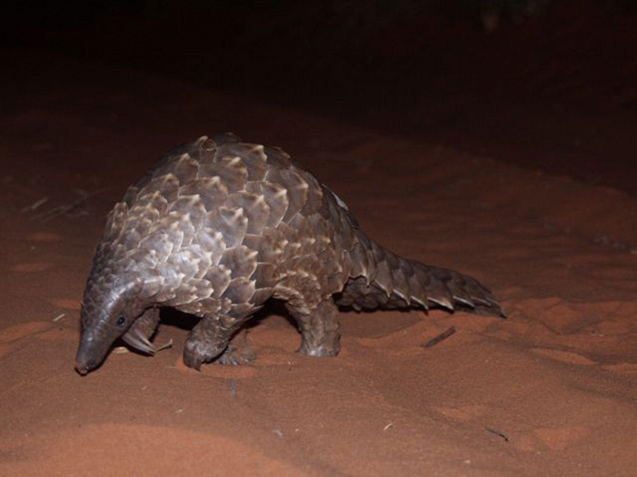 2048x1536 Chinese government continues to support the sale of pangolin parts for use in traditional medicine, says report