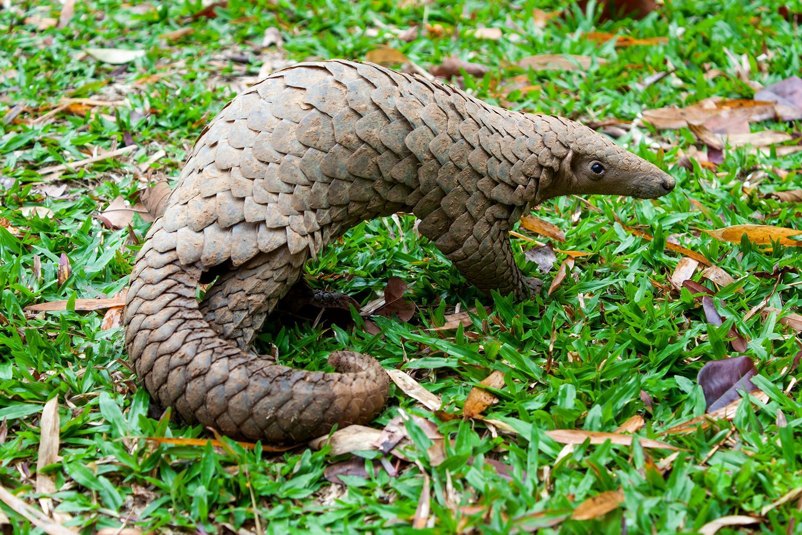 1600x1067 Indian pangolin