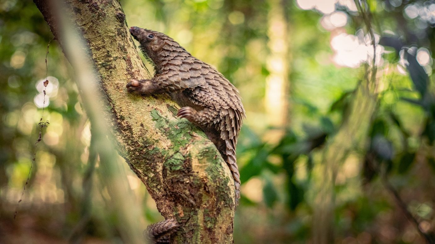 1383x778 Pangolins are trafficked for their scales. This wildlife sanctuary is caring for them