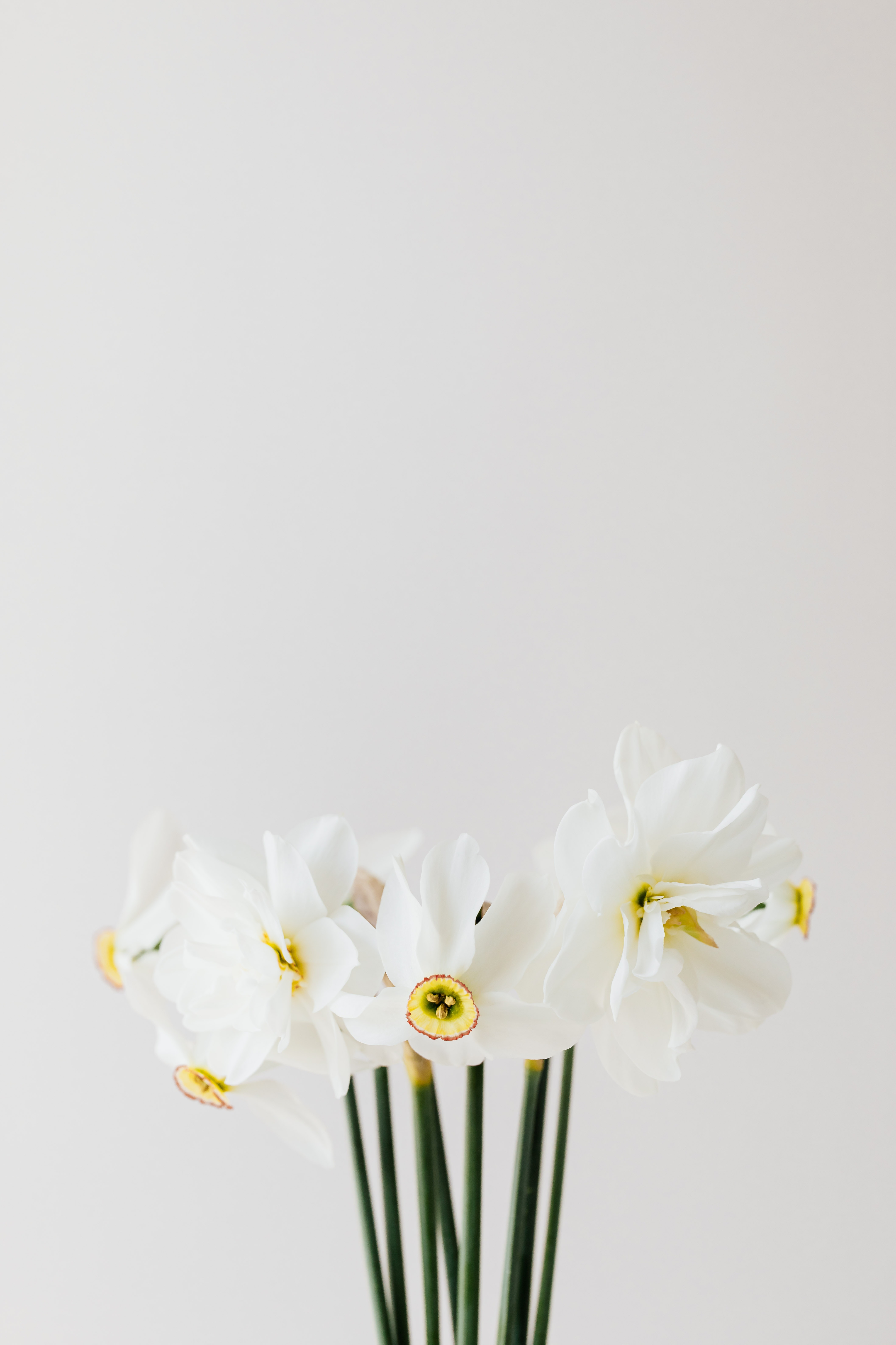 4225x6338 White Background Photo, Download The BEST Free White Background & HD Image