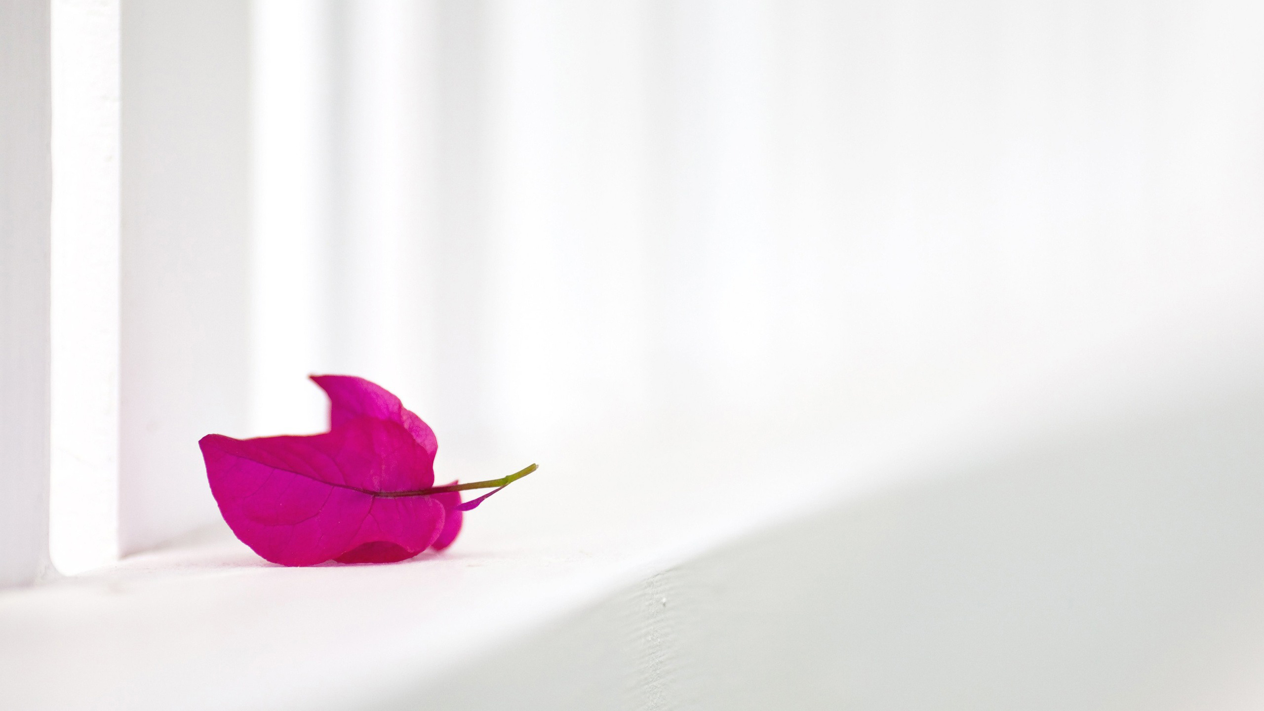 2560x1440 Pink Flower Petals In White Aesthetic Background HD White Aesthetic Wallpaper