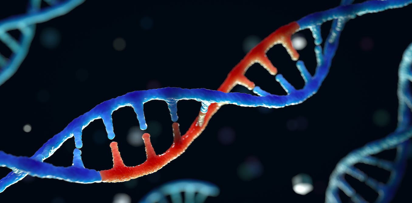 1356x668 WHO guidelines on human genome editing: why countries need to follow them