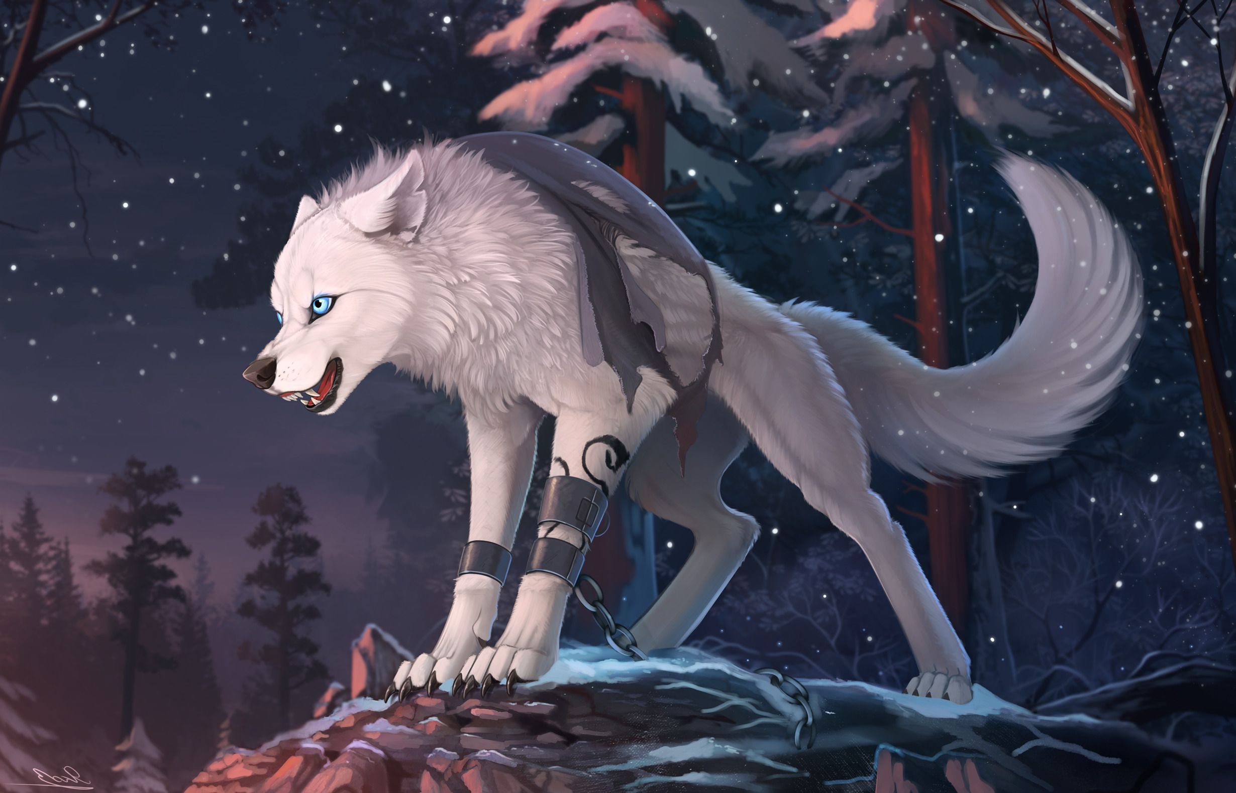 2460x1580 furry wolf animals Gallery HD Wallpaper