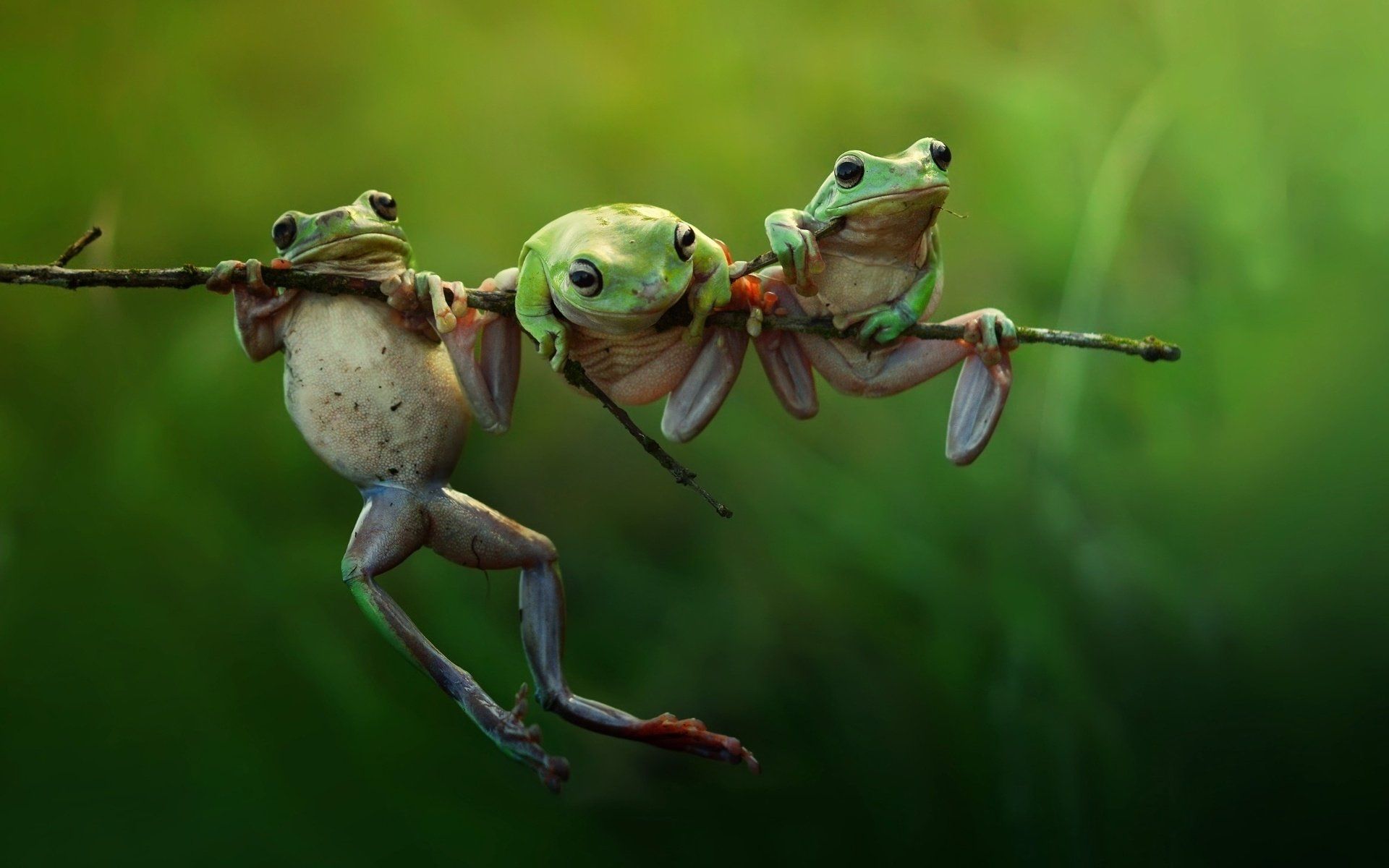 1920x1200 Three Friends HD wallpaper