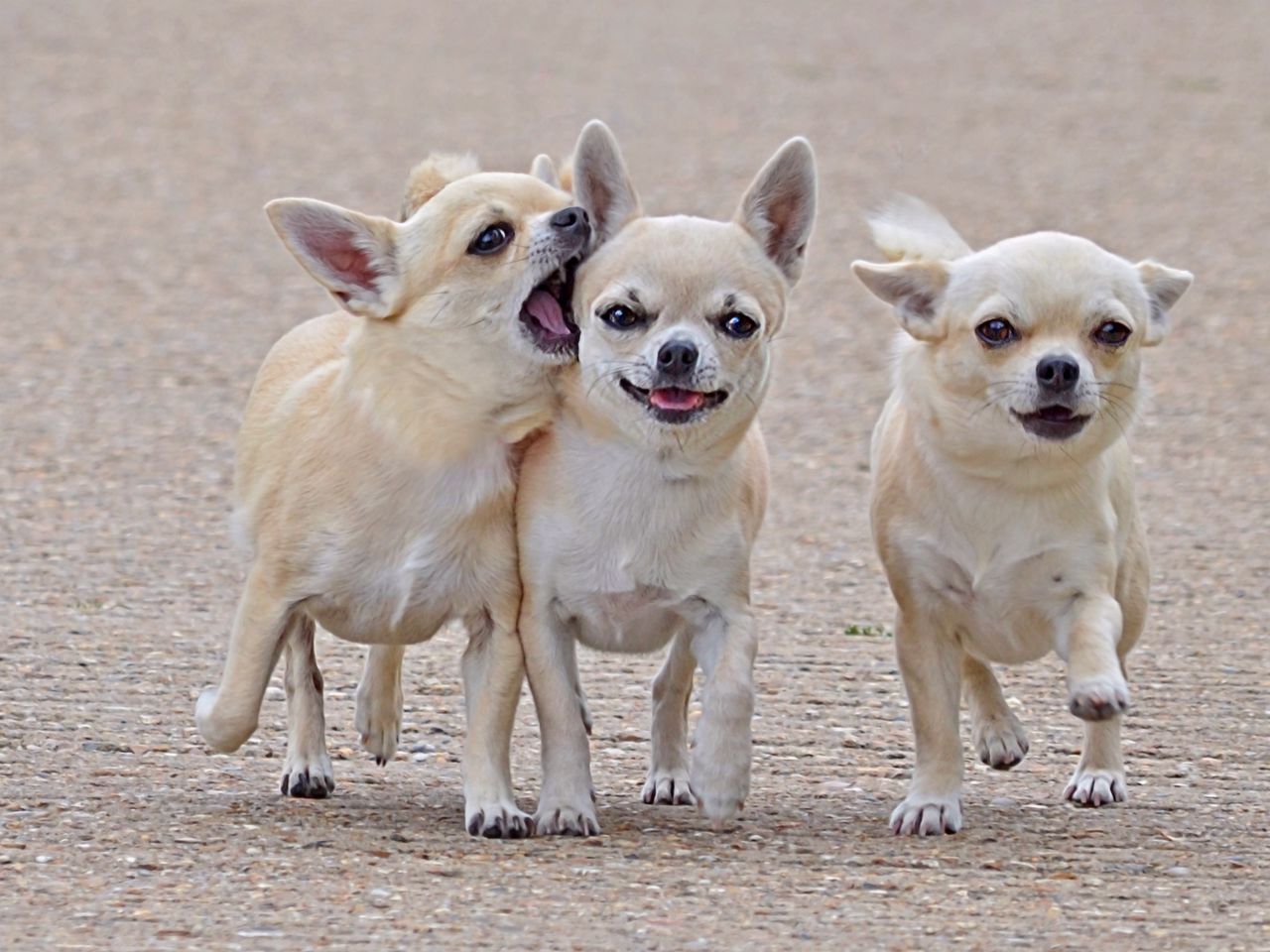 1280x960 Download wallpaper 1280x960 chihuahua, three, friends, comrades, dog, walk standard 4:3 HD background