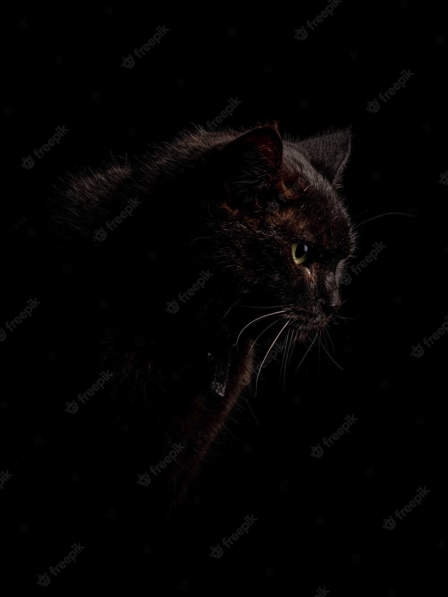 1500x2000 Black Cat Wallpaper Image
