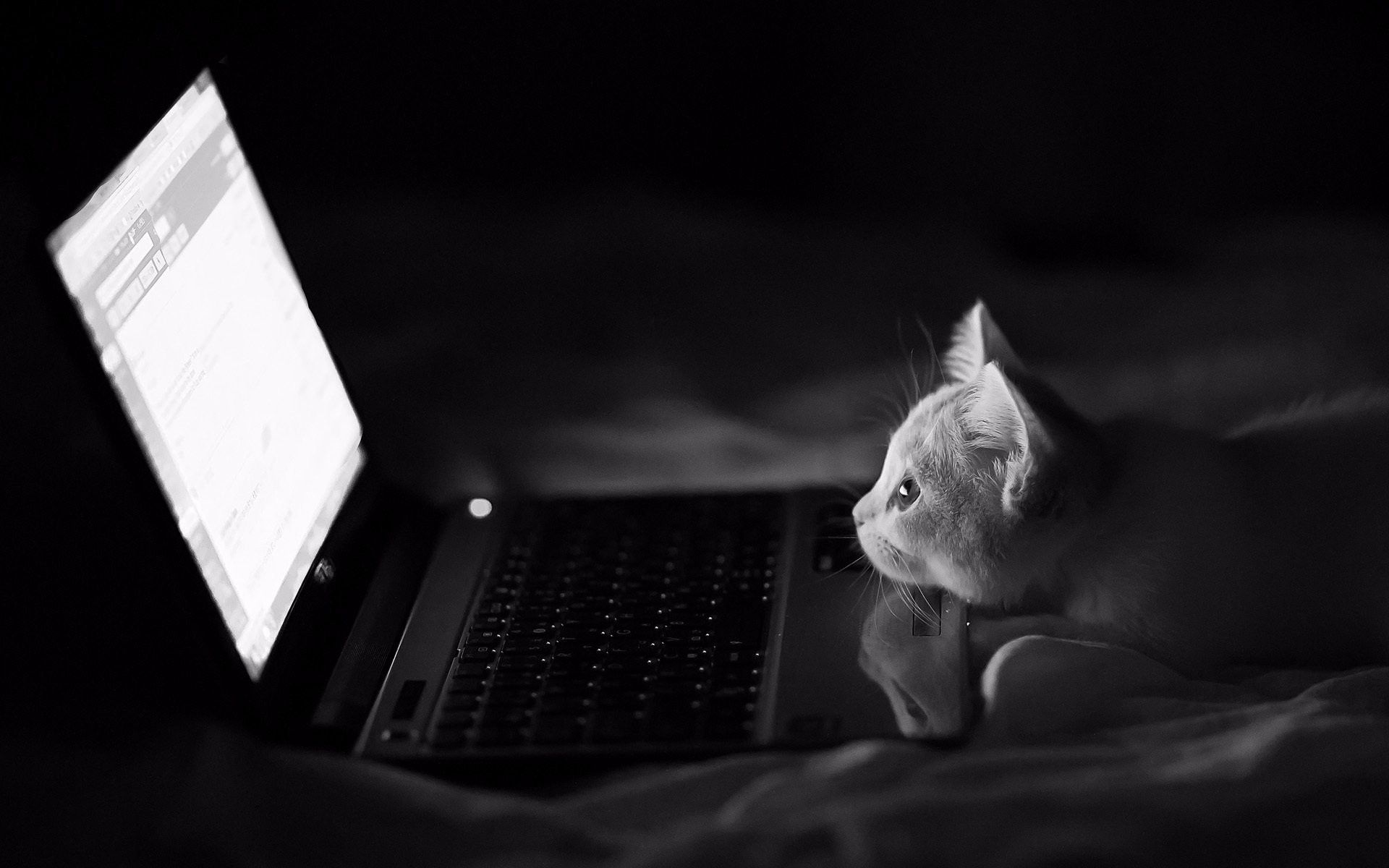 1920x1200 Wallpaper. Animals. photo. picture. cat, night, black and white background, laptop
