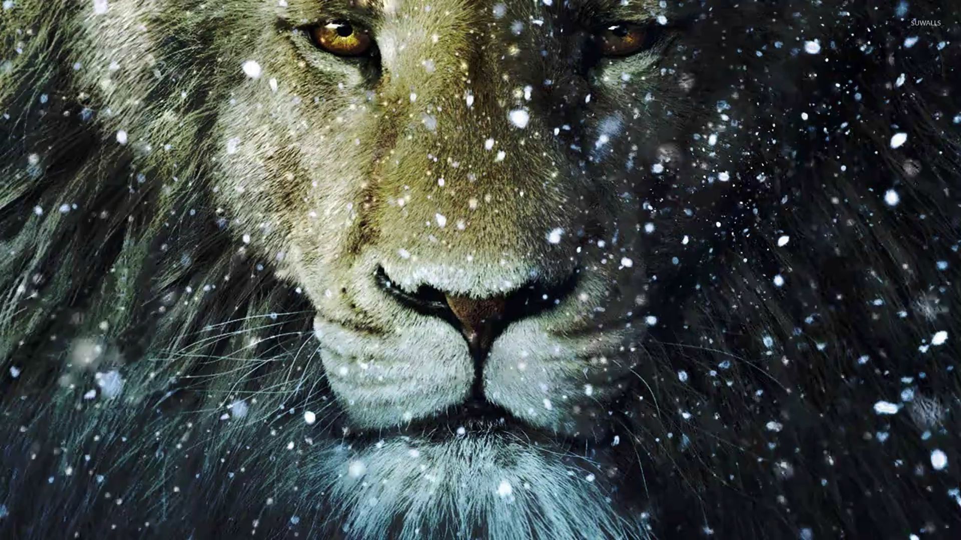 1920x1080 Lion Wallpaper