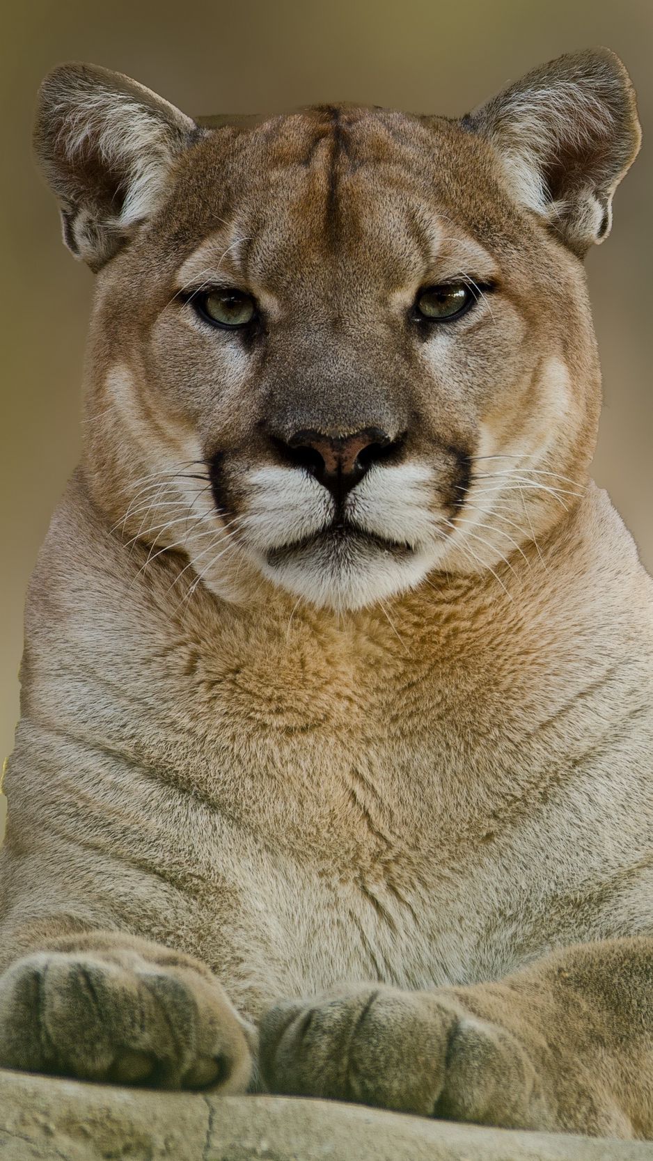 938x1668 Download Wallpaper 938x1668 Puma, Cougar, Mountain, Lion Iphone 8 7 6s 6 For Parallax HD Background