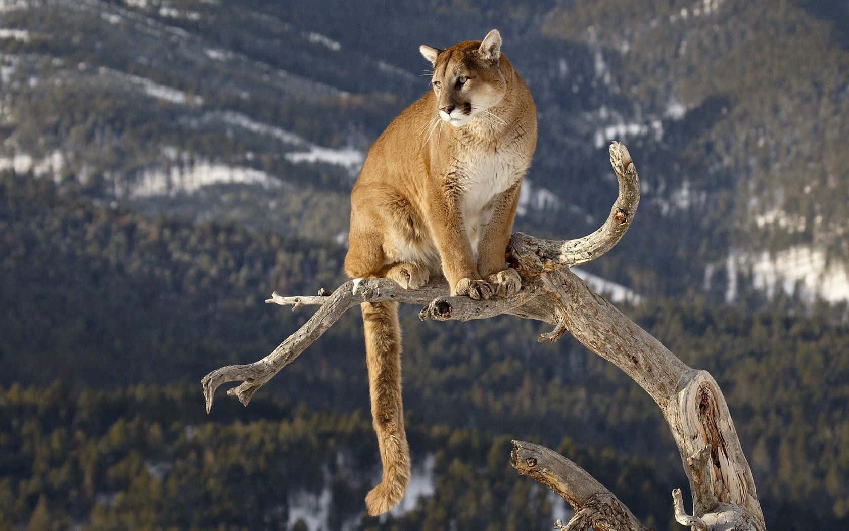 1680x1050 Download Sitting Mountain Lion On Tree Picture