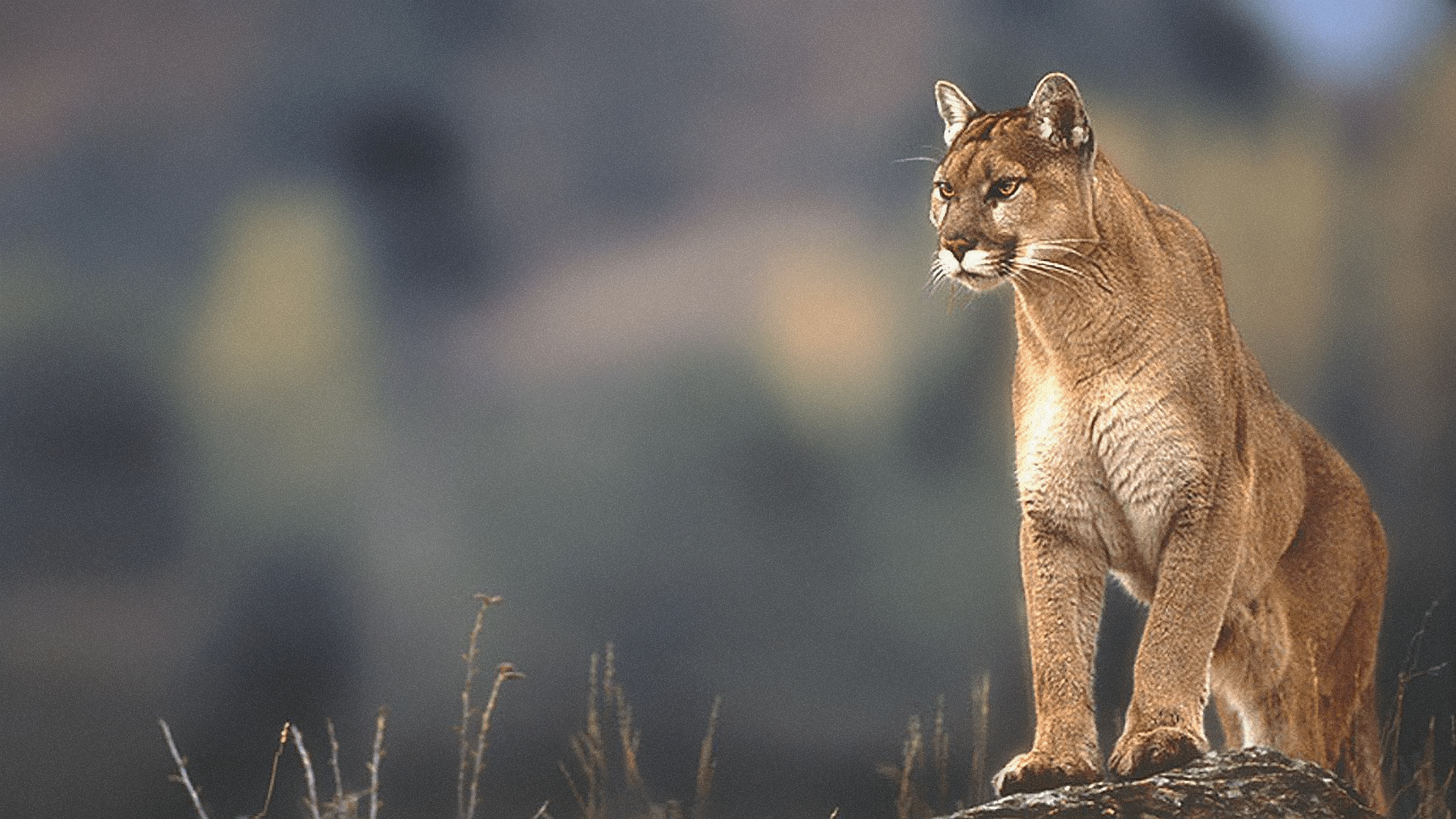 3840x2160 Mountain lion, Windows 98 [4k]