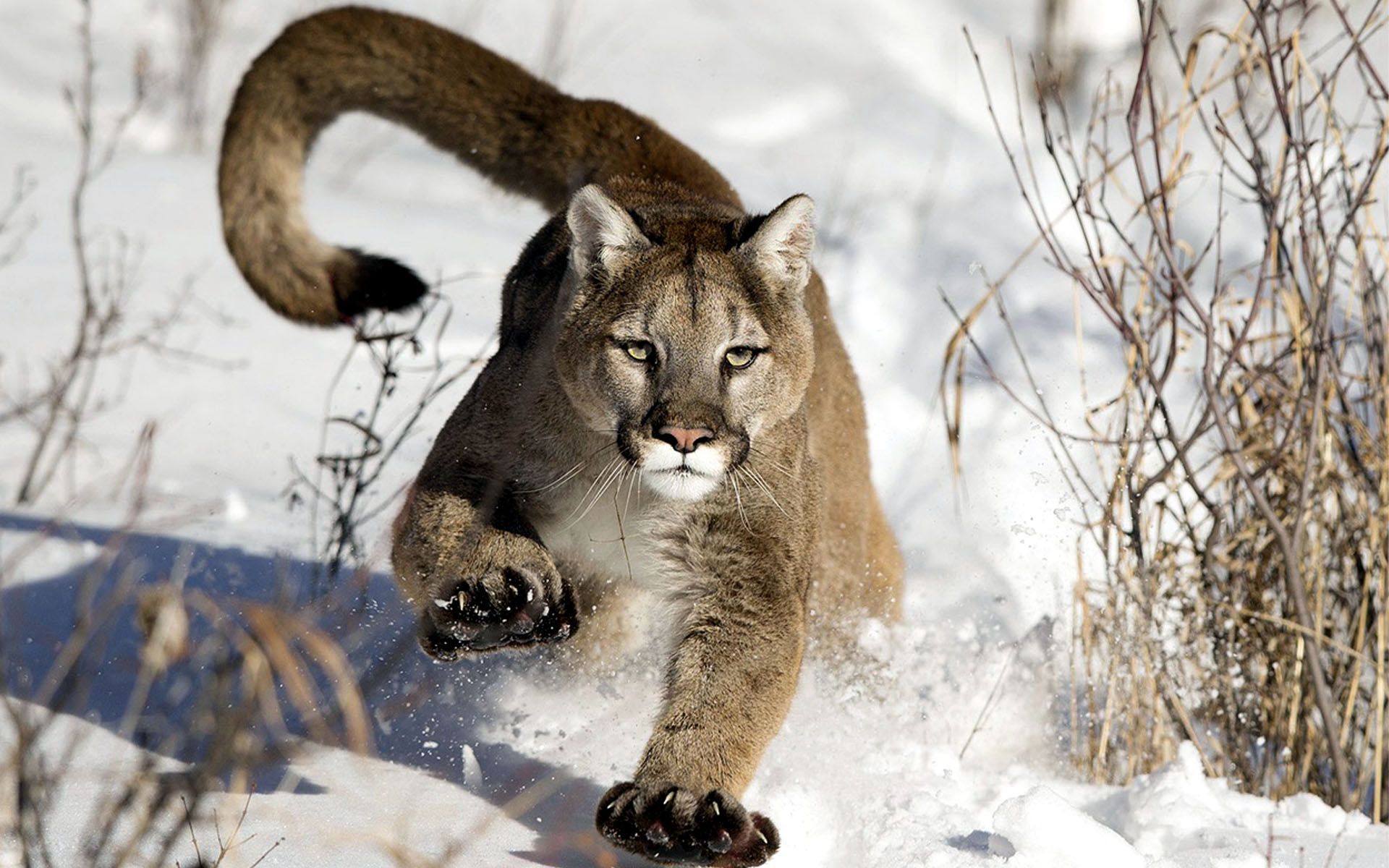 1920x1200 Mountain Lion Wallpaper
