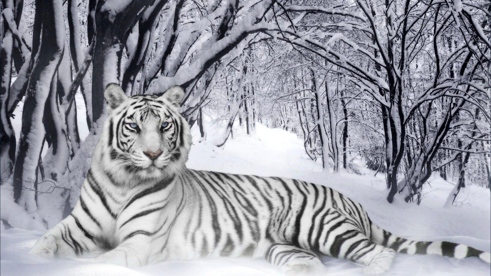 1920x1080 White Lions Wallpaper