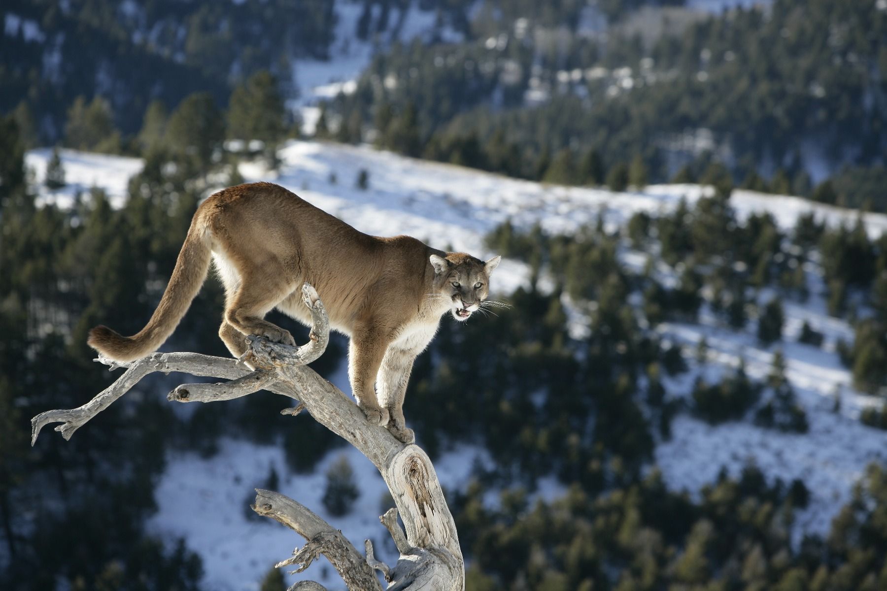 1800x1200 Mountain lion on a dead tree