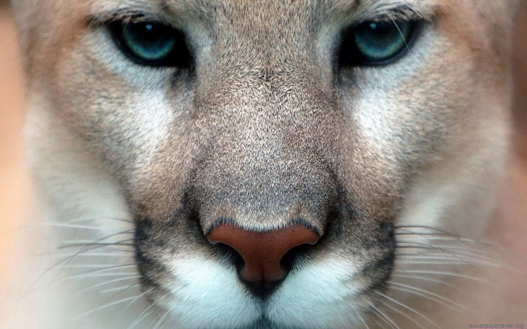 1680x1050 Free download desktop mountain lion wallpaper HD dowload desktop mountain lion [1680x1050] for your Desktop, Mobile & Tablet. Explore Mountain Lion Wallpaper HD. Lion Wallpaper HD, Mountain Lion Desktop
