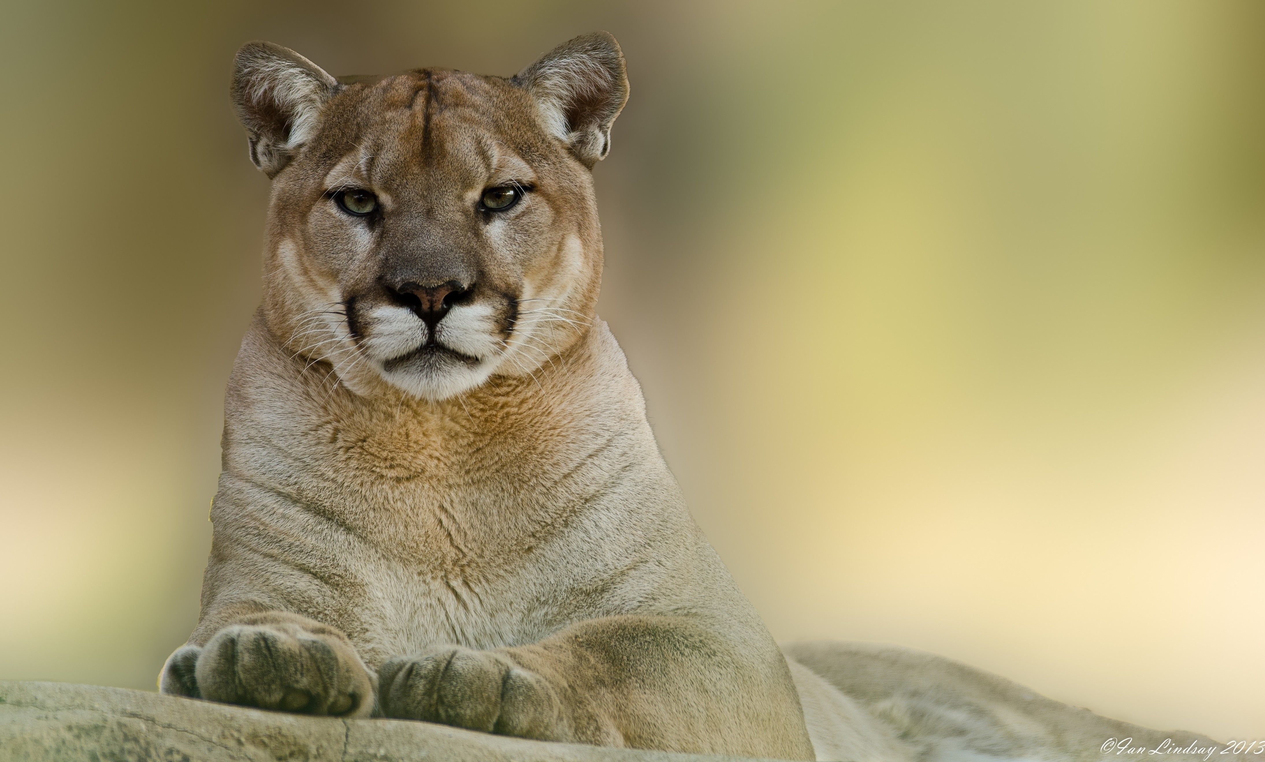 4379x2640 Puma, Cougar, Mountain, Lion wallpaper