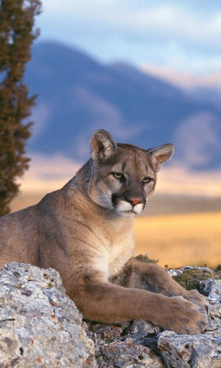 768x1280 A mountain lion looks from the rocks