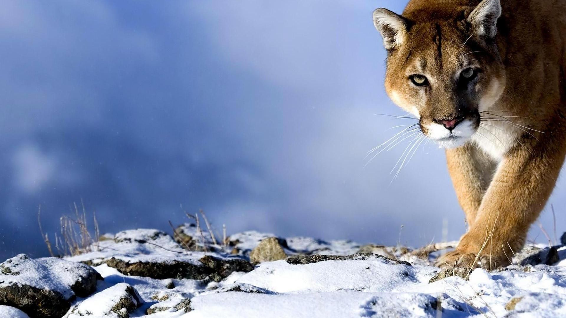 Snow Lion Wallpapers - Top Free Snow Lion Backgrounds - WallpaperAccess