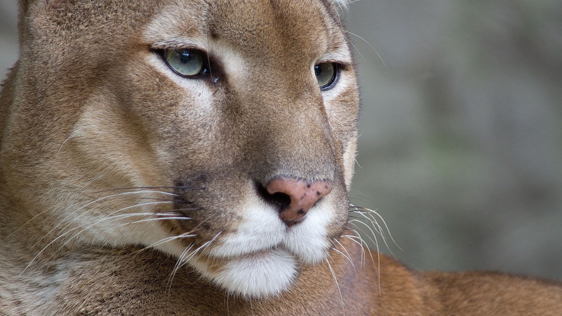 1920x1080 1920x1080 look, face, mustache, cougar, wallpaper, Puma, mountain lion