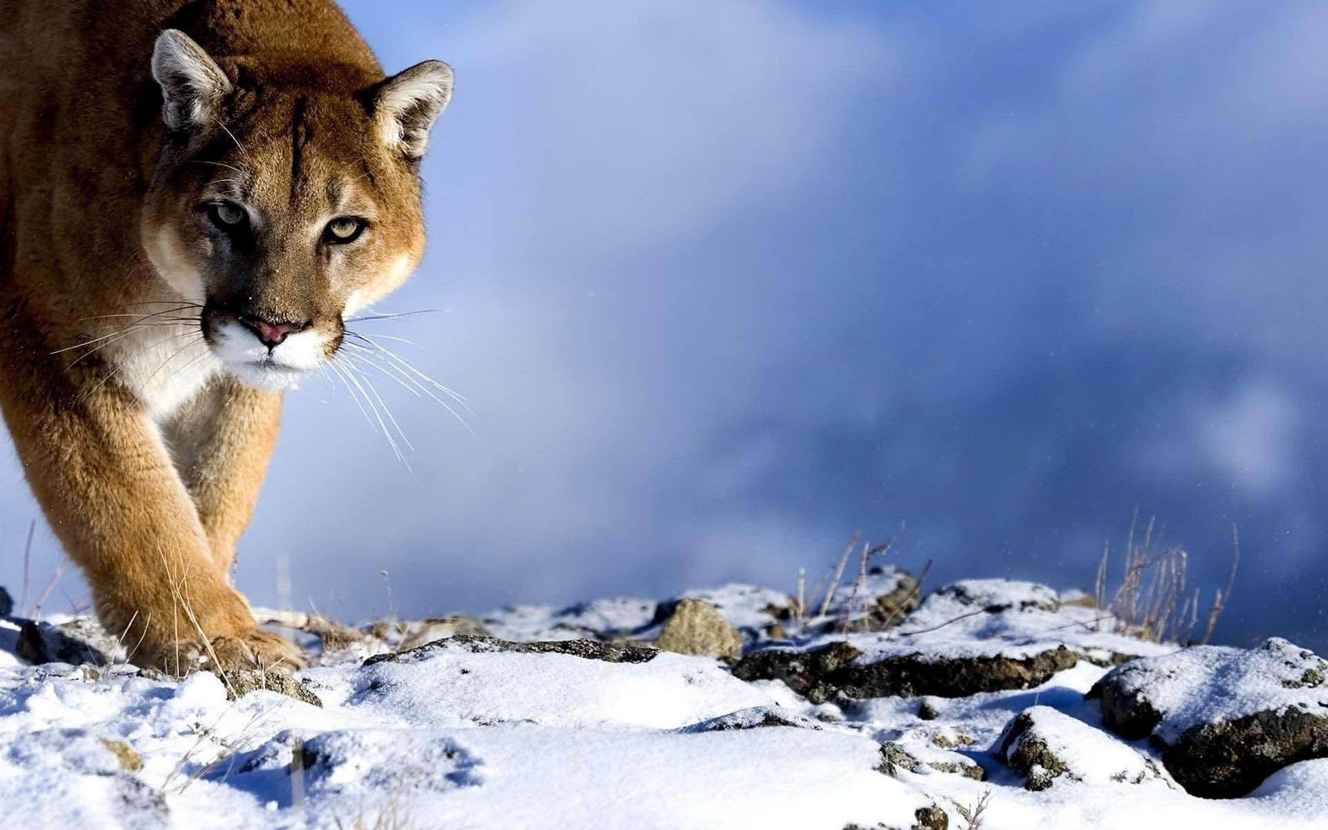 1920x1200 Mountain Lion Wallpaper