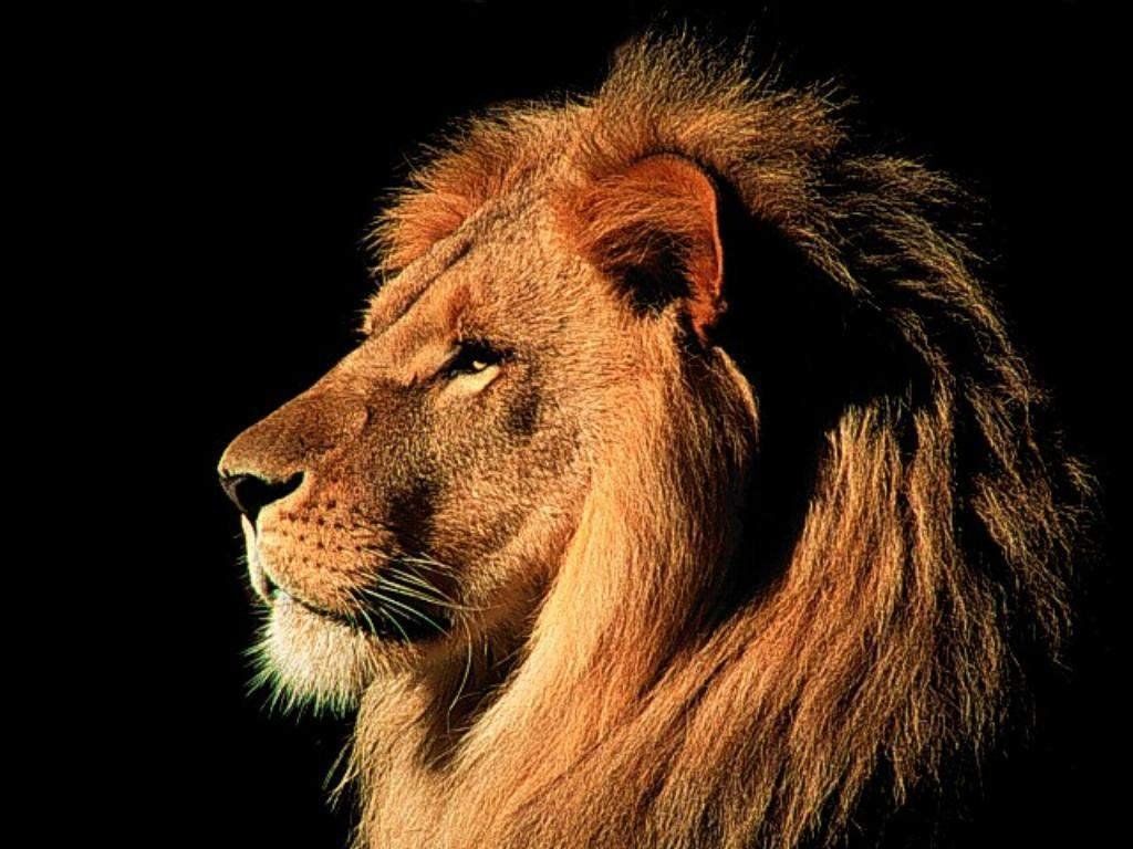 1024x768 Free download Lion wallpaper mountain lion wallpaper Amazing Wallpaper [1024x768] for your Desktop, Mobile & Tablet. Explore Mountain Lion Wallpaper. Lion Wallpaper, Mac Lion Wallpaper, Cool Lion Wallpaper