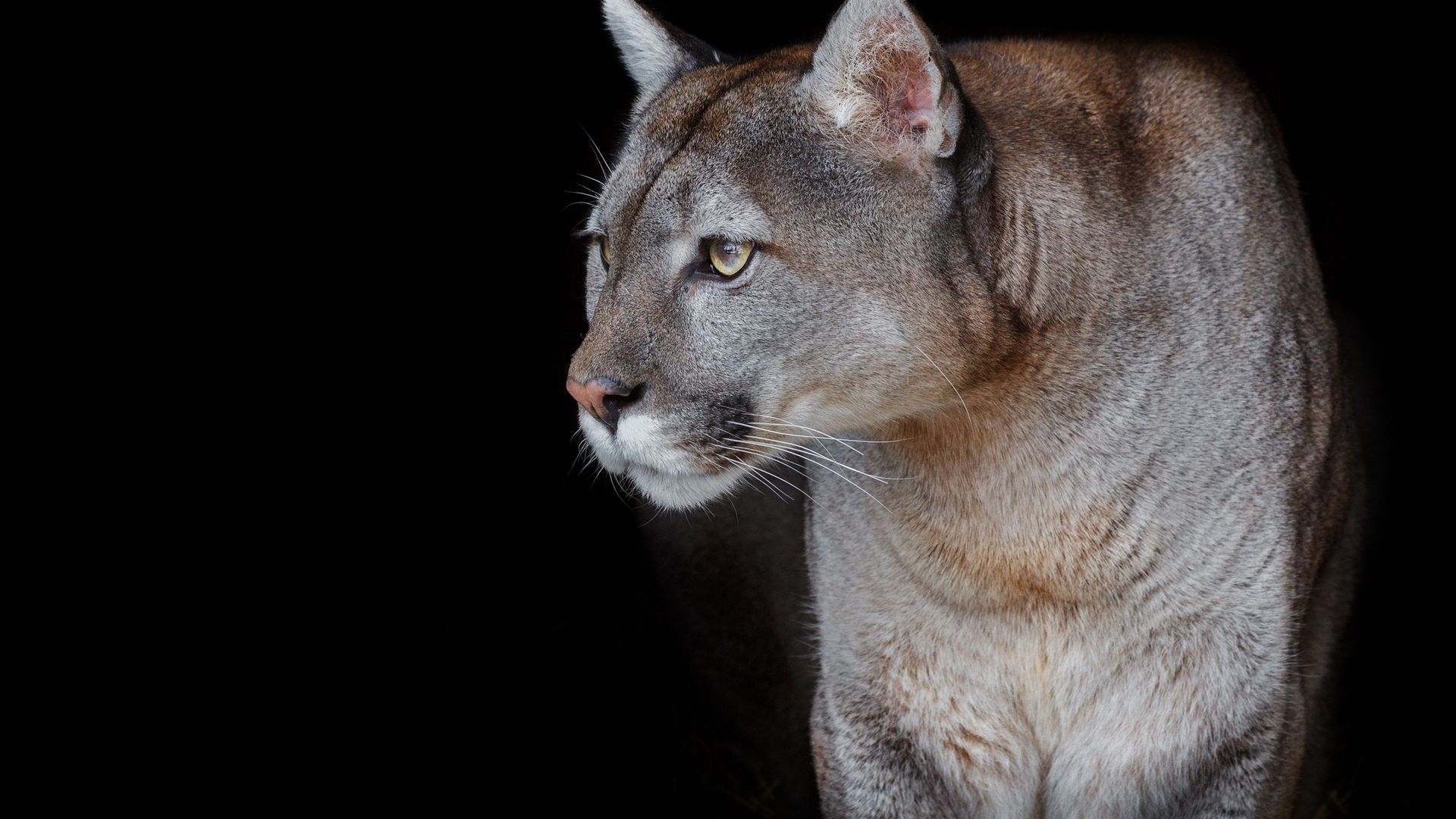 1920x1080 mountain lion 1080P, 2k, 4k Full HD Wallpaper, Background Free Download