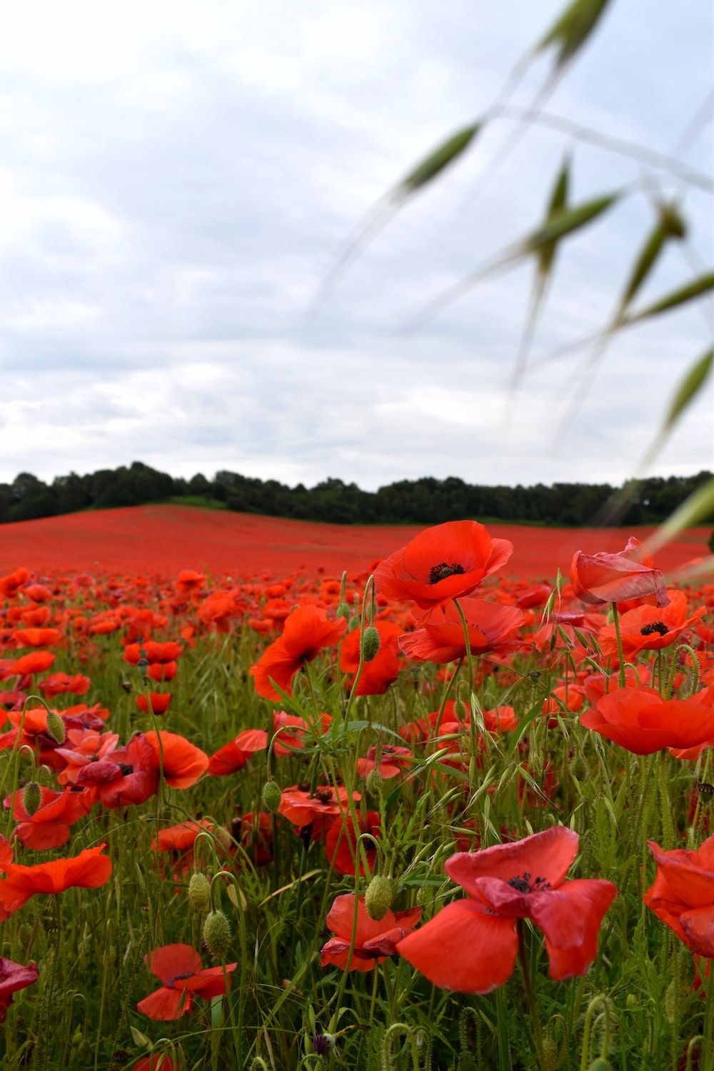 1000x1500 Remembrance Day Picture. Download Free Image