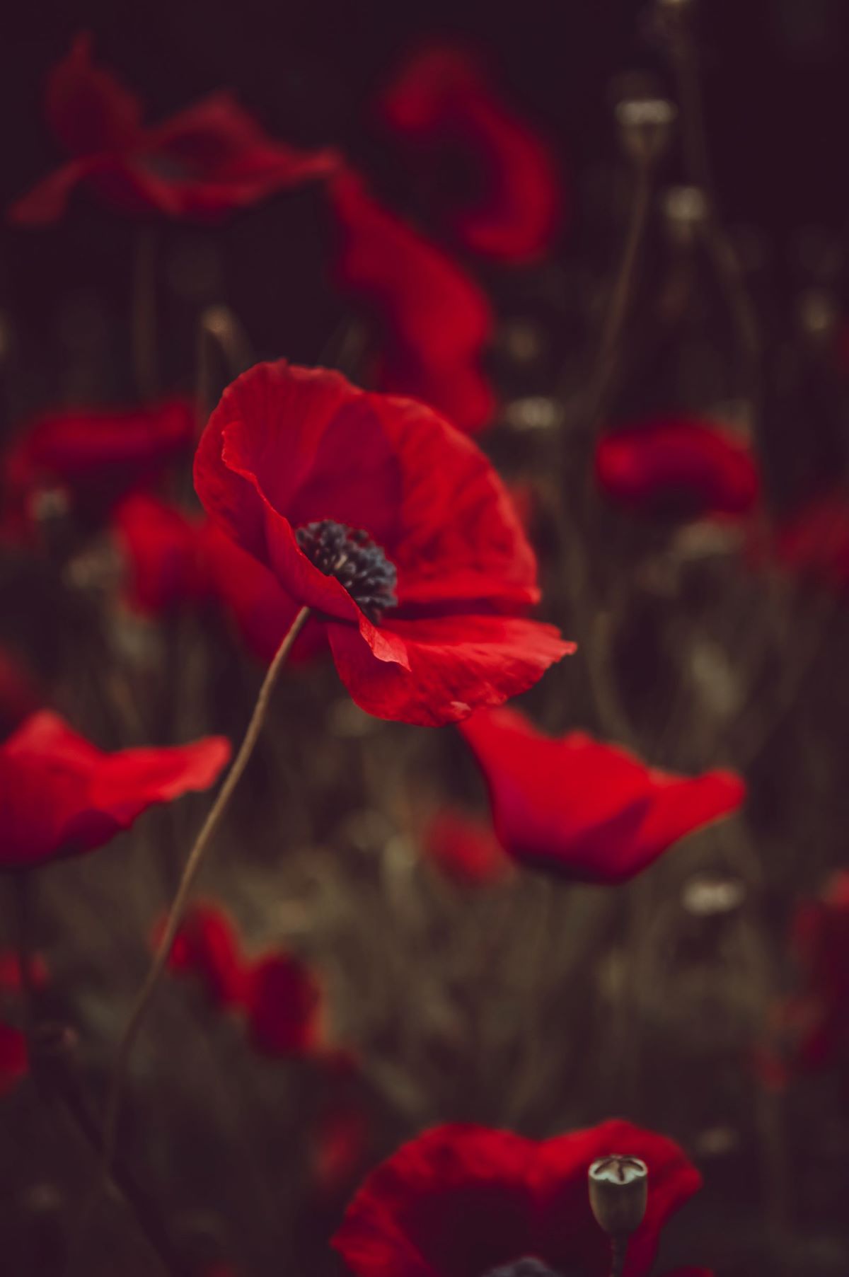 1200x1805 Remembrance Day public holiday, poppy and pandemic issues Reference Talks