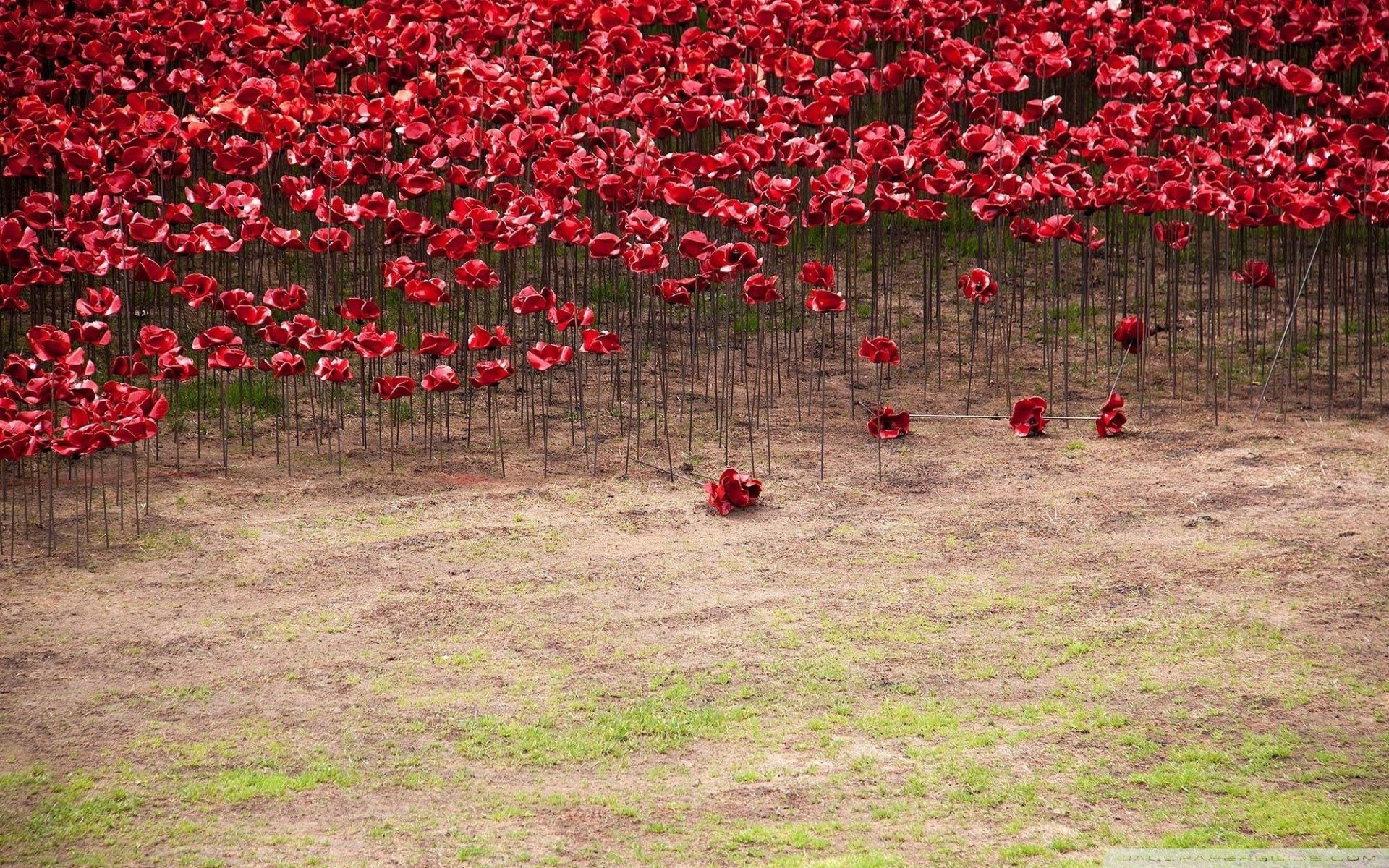 1920x1200 Remembrance Poppy Ultra HD Desktop Background Wallpaper for 4K UHD TV : Widescreen & UltraWide Desktop & Laptop : Tablet
