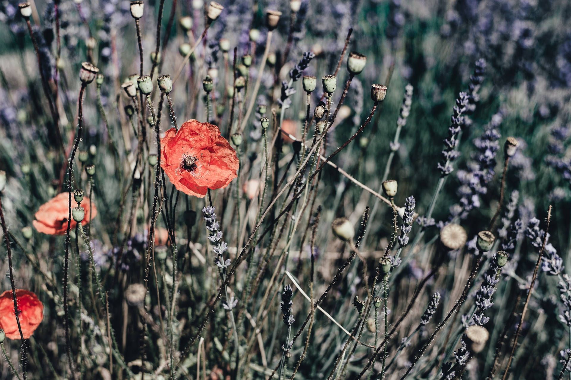 1920x1278 Download Remembrance Day Poppy Flowers Wallpaper