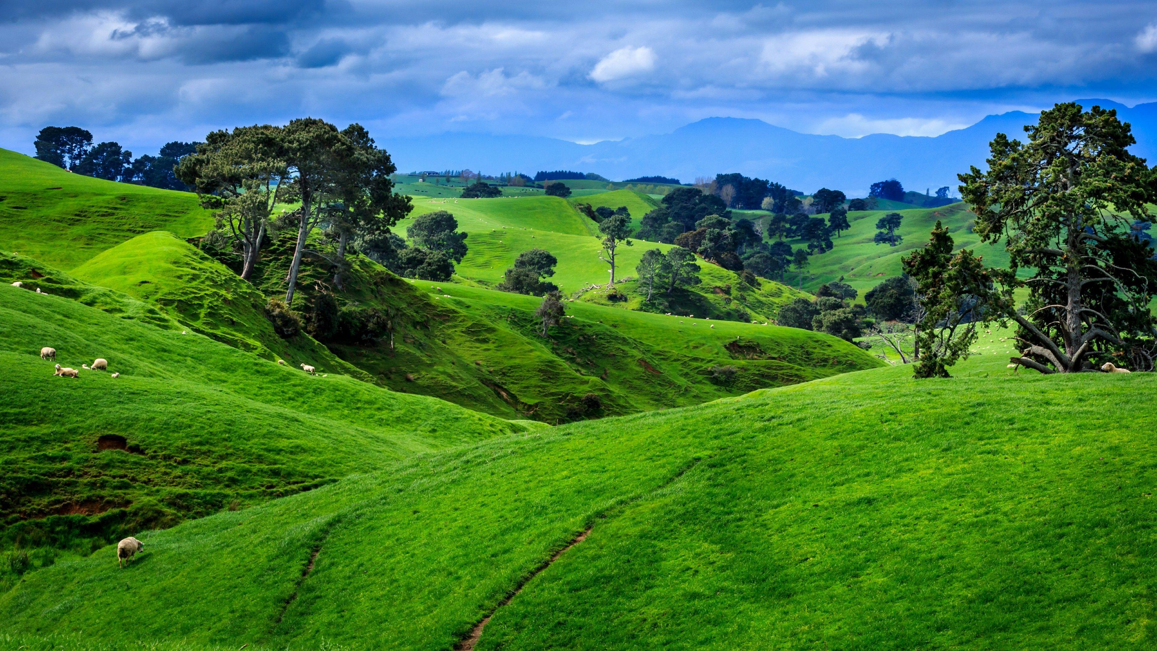 3840x2160 Hill Slopes With Lambs In New Zealand Wallpaper. Wallpaper Studio