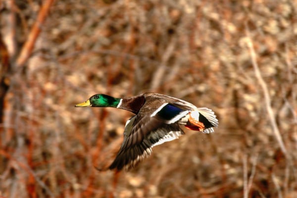 Drake Waterfowl Wallpapers Top Free Backgrounds Wallpaperaccess - Duck Camo Wallpaper For Walls