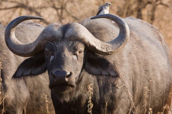 Buffalo Wallpaper