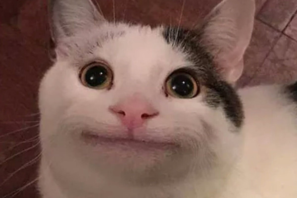 Polite Cat Wallpaper
