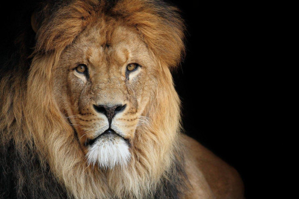 Epic Lion Wallpapers - Top Free Epic Lion Backgrounds - WallpaperAccess