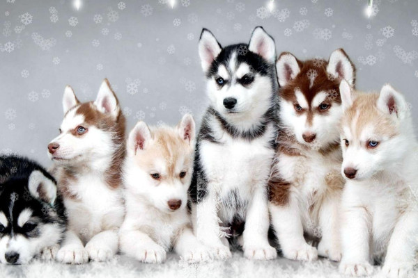 Baby Animal Wallpapers Top Free Baby Animal Backgrounds Wallpaperaccess