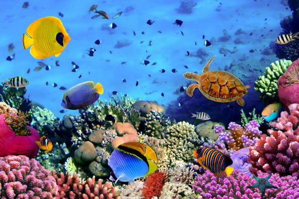 Moving Underwater Wallpapers - Top Free Moving Underwater Backgrounds ...